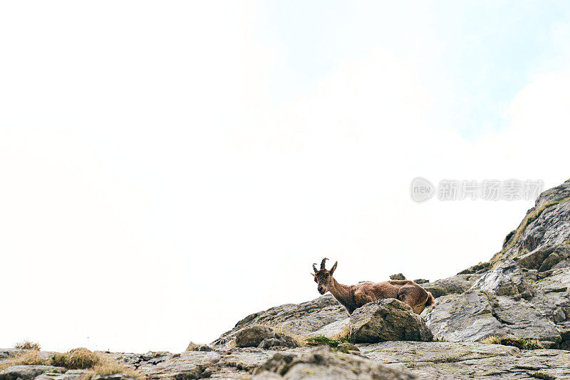 高山野山羊（Capra ibex）